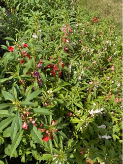 Balsam plants