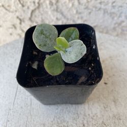 2 Inch Pot Succulent Plant - Silver Pig’s Ear Cotyledon Orbiculata - White Lady - Rooted & Established - Drought Resistant 🪴 Perfect Baby & Wedding S