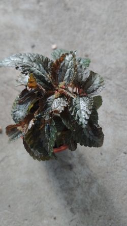 Small terrarium plant