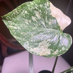 Monstera Starlight
