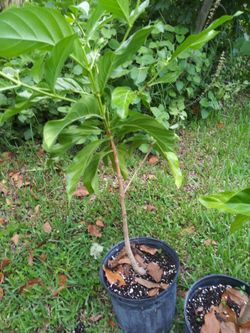 Noni Tree