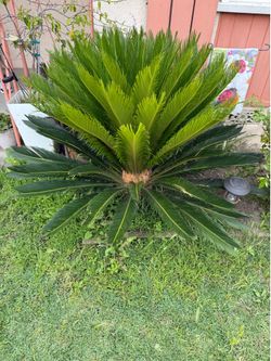 Sago Palm Trees