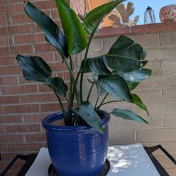 White Bird Of Paradise House Plant