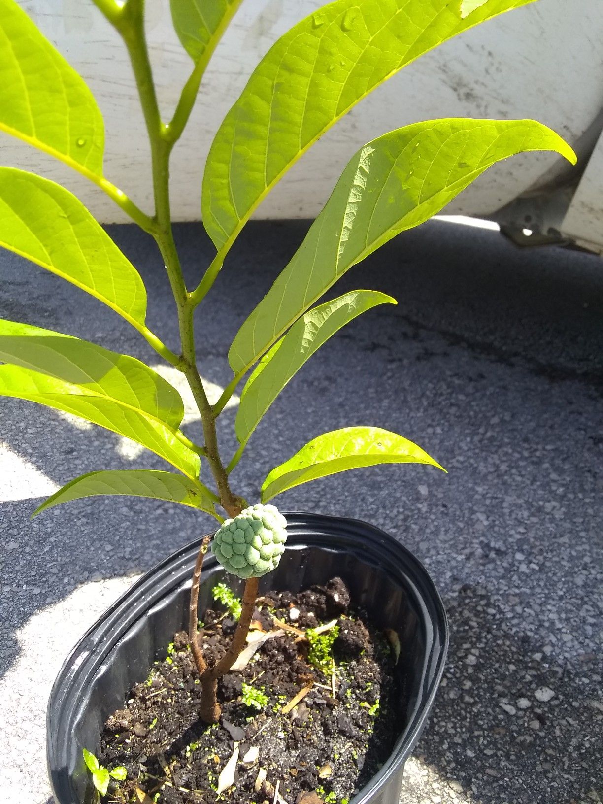 Sugar apple Anon