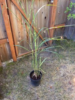 Maiden Hair Grass Miscanthus sinensis