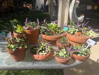 Terra cota succulent