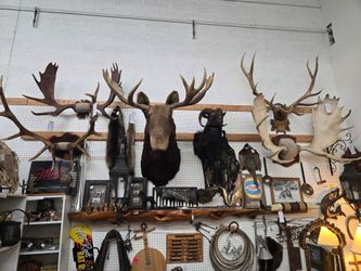 Large Selection Taxidermy Mounts Cabin Lodge Decor Priced Individually