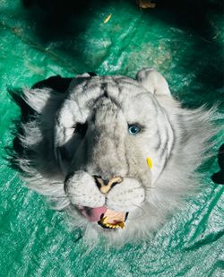 Safari room decor- white tiger head for wall and large leopard