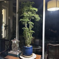 Tropical Plant Bonsai
