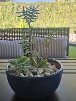 Succulent