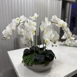 WHITE BUDS ORCHID