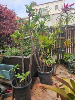 Crown Of Thorns Flowering Plants