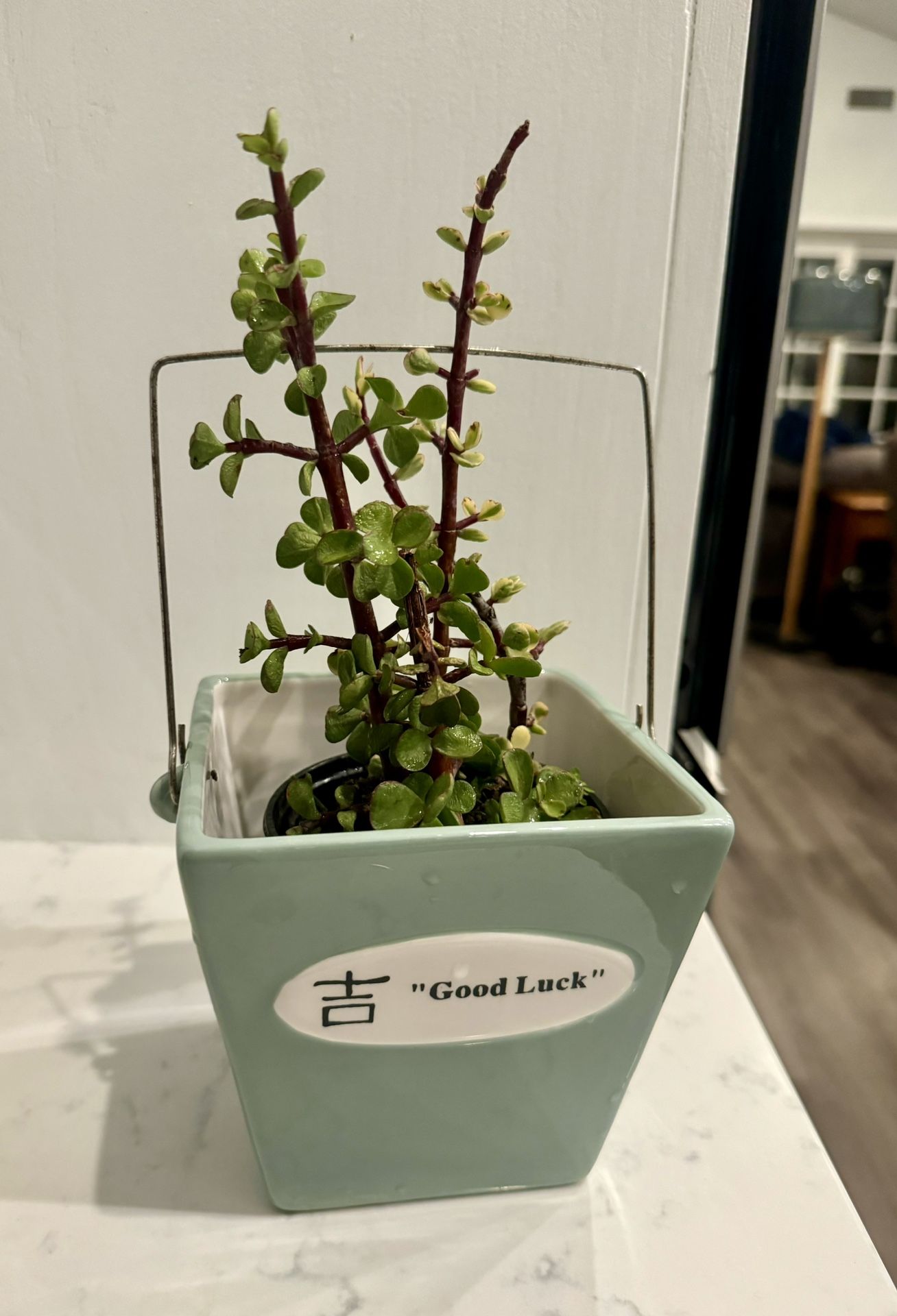 One Of A Kind: 🍀Good Luck 吉 Ceramic Planter Pot w Succulent