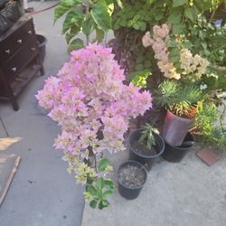 Bougainvillea