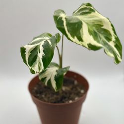 White Fusion/Stella Calathea potted plants!! 