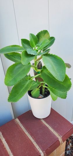 Beautiful Mother Of Thousands In Ceramic  Pot