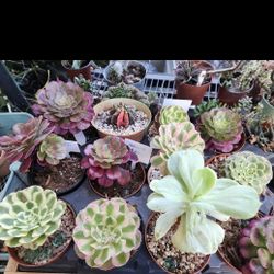 LAST PLANT SALE OF YEAR AOENIUMS AND MORE IN SAN LORENZO SATURDAY