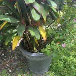 Beautiful Plants With Terracotta Pots Message Me For Price 