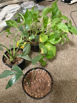 Variety of Houseplants