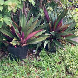 Plantas 