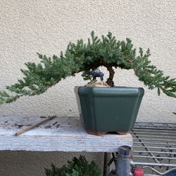 Bonsai Plants On Sale $50 Each Many To Choose From