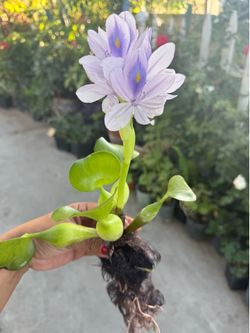 Plantas de agua