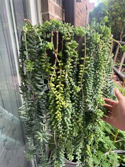 Sedum burrito XL plant!