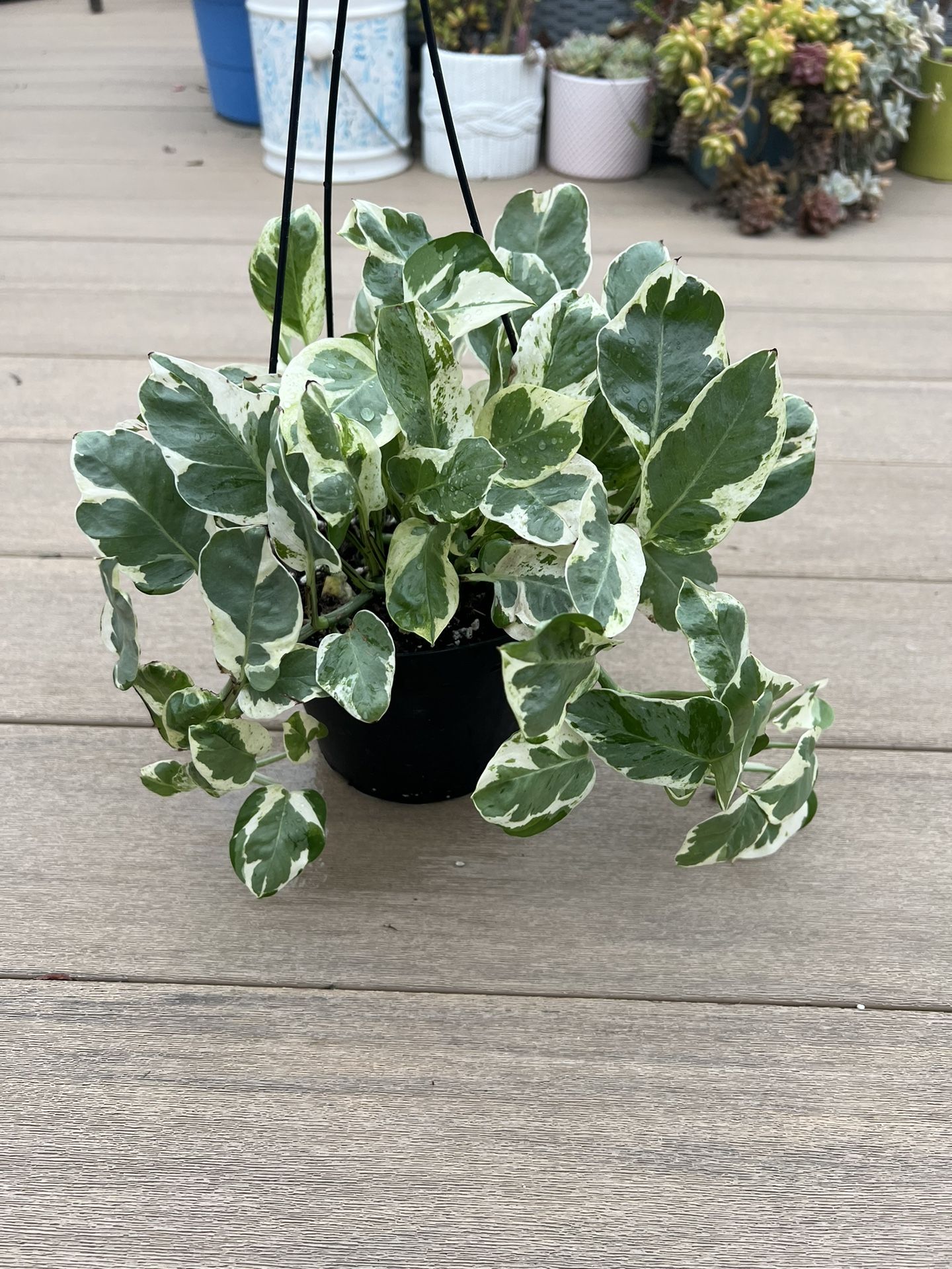 N’Joy Pothos, live Plant in a 6” nursery pot. ✔️ profile for more 🪴