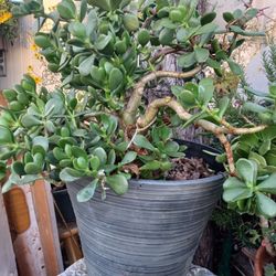 Healthy Jade Plant