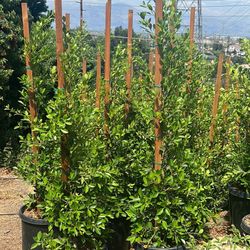 15g Ficus Nitida Privacy Hedge