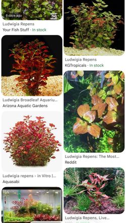 Aquarium Plant - Ludwigia Repens