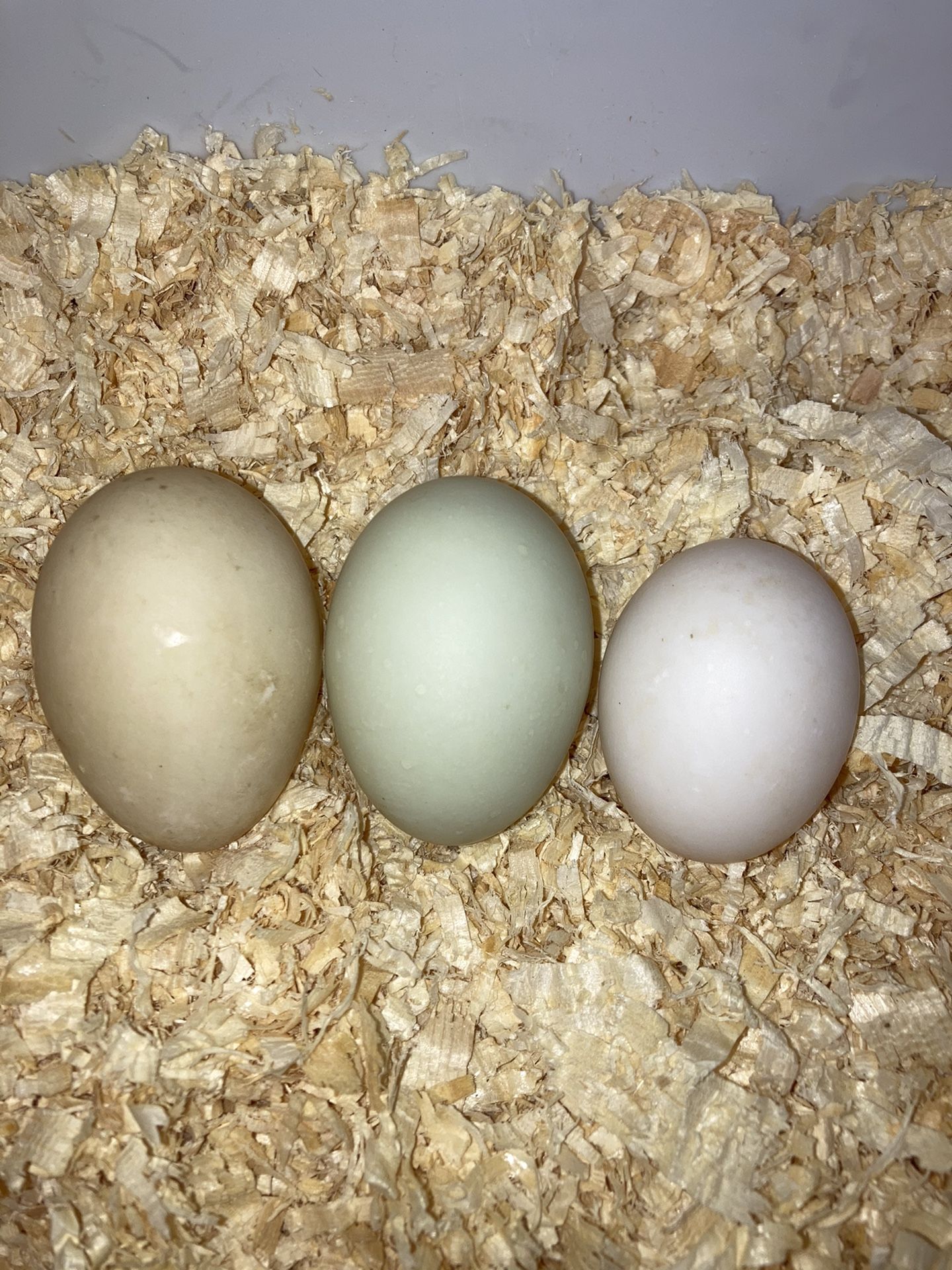 Fresh Duck Eggs