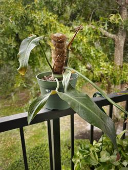 Philodendron Mexicanum