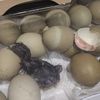 Chicks Available 