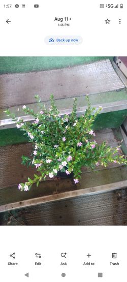 Cuphea morada1g