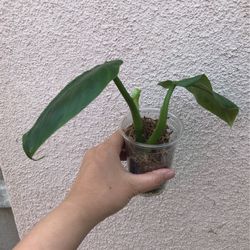 Beautiful Philodendron Subhastatum Plant