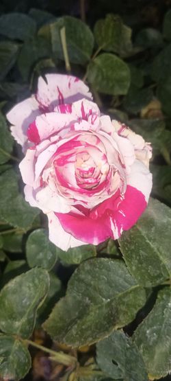 Rose plants 🌹