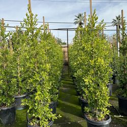 Ficus Privacy Hedge