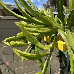 Bruni Dragonfruit 