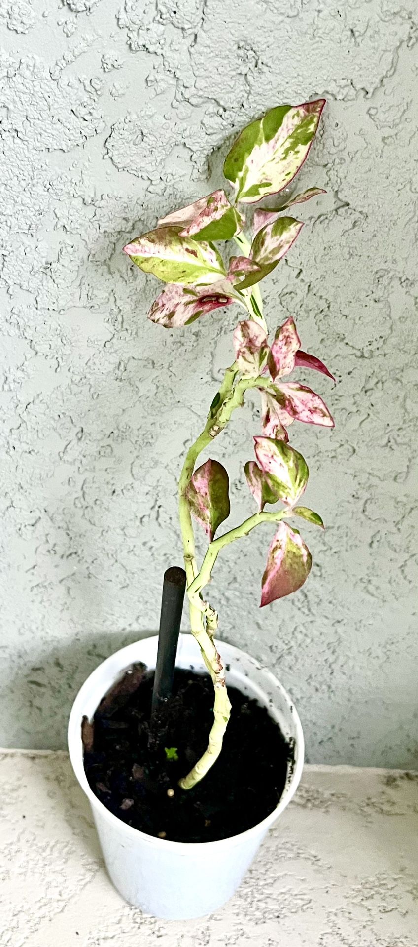 Small Variegated Euphorbia Tithymaloides Plant