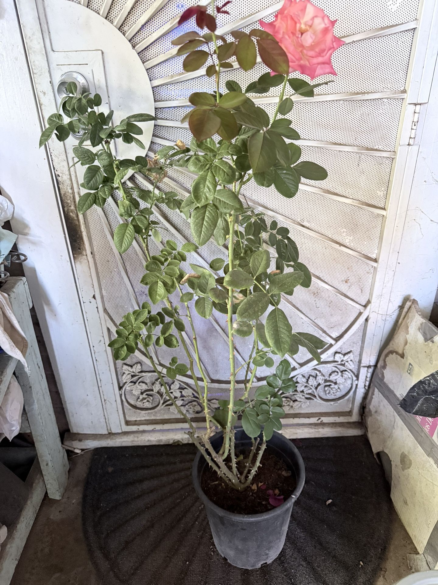Rose Bush Plant Flower