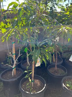 Peach tree ‘donut’