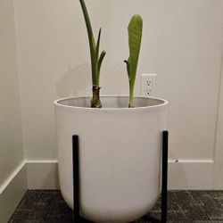 Modern White Planter + Plant + Stand (Full Set)