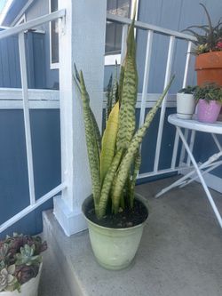 2 Snake plants