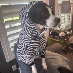 Med./Lrg. Dog Zebra Clothing! Brand New! 