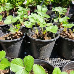 Strawberry Plant Starts