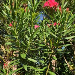 Tree Flower Plant