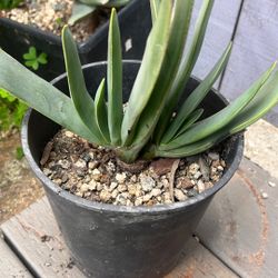 Aloe Plicatilis