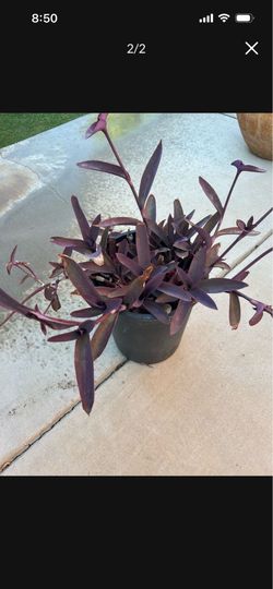 Purple heart plant (5 gallon)