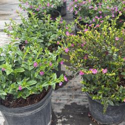 Mexican Heather - 1 Gallon